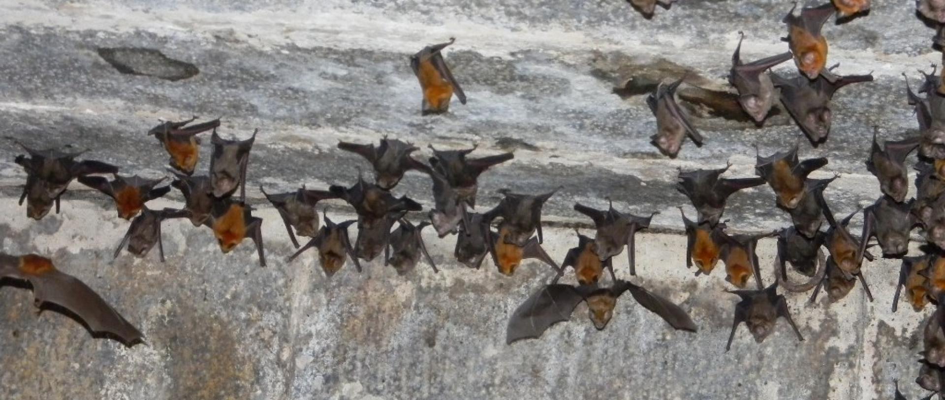 Bats in a cave