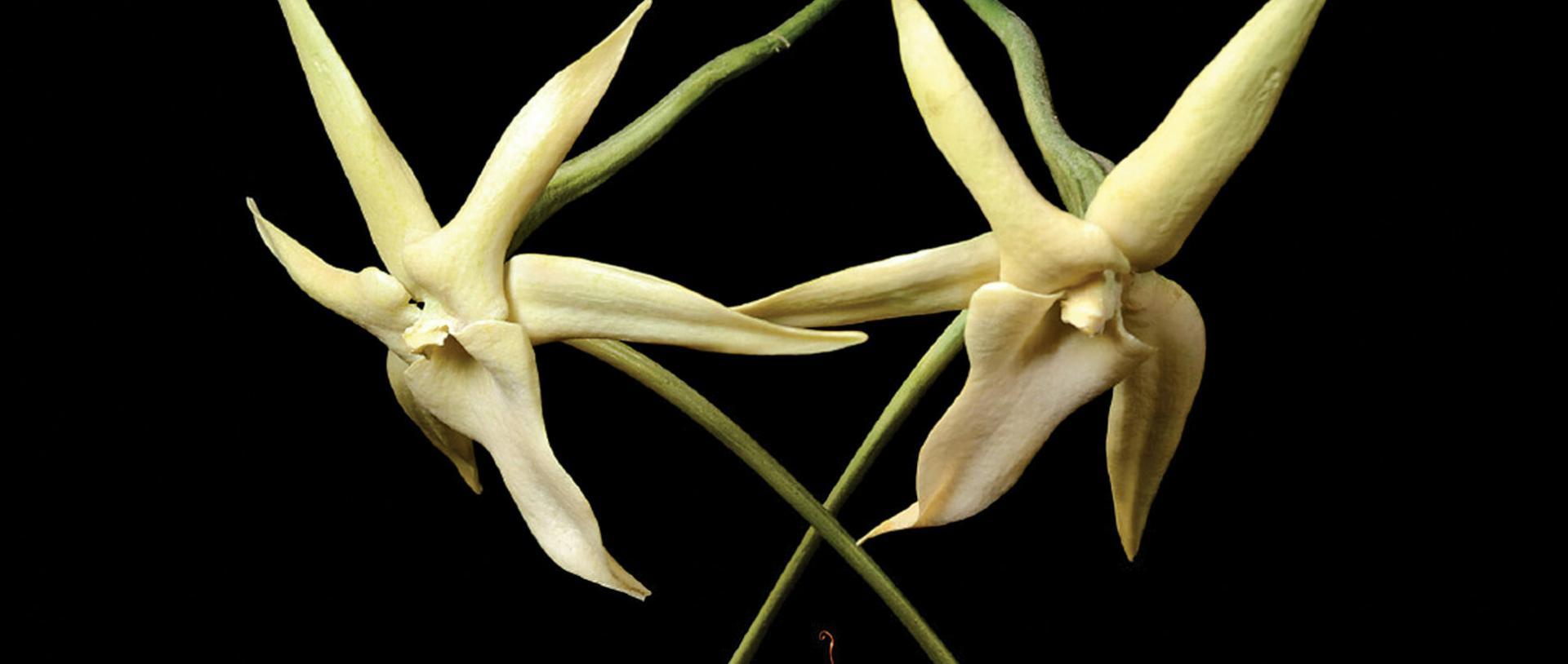 Darwin’s orchid (Angraecum sesquipedale) is one of thousands of night-flowering plants pollinated by moths. In this case, only one pollinator can accomplish the task—Xanthopan morganii. Senckenberg Collection / Photo: sammlungsfotografen.de