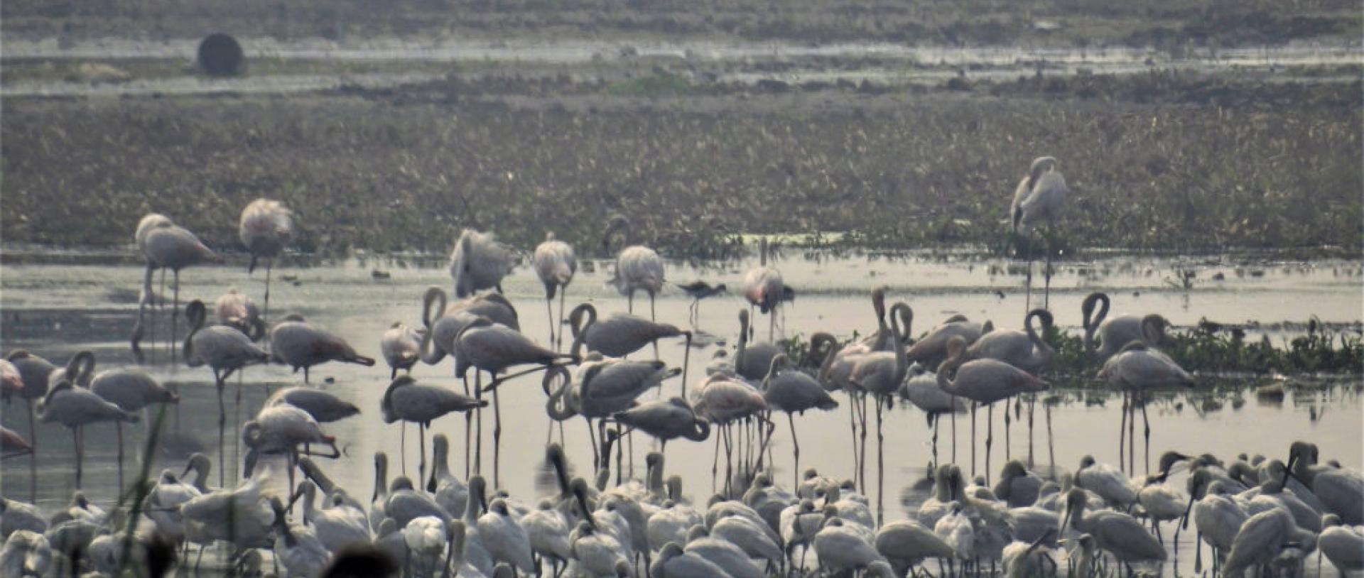 Sarus cranes in Delhi’s Najafgarh wetland [Image by Neha Sinha]