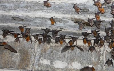 Bats in a cave