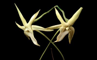 Darwin’s orchid (Angraecum sesquipedale) is one of thousands of night-flowering plants pollinated by moths. In this case, only one pollinator can accomplish the task—Xanthopan morganii. Senckenberg Collection / Photo: sammlungsfotografen.de