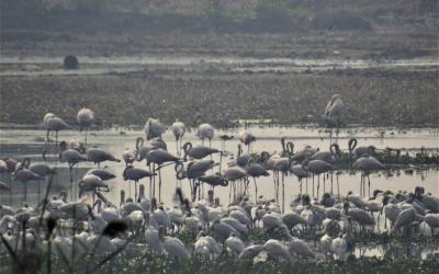 Sarus cranes in Delhi’s Najafgarh wetland [Image by Neha Sinha]