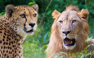 How the introduction of African cheetahs to Kuno National Park could endanger the Asiatic lion, which is earmarked for translocation to those forests