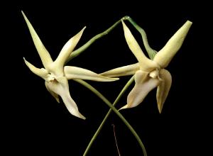 Darwin’s orchid (Angraecum sesquipedale) is one of thousands of night-flowering plants pollinated by moths. In this case, only one pollinator can accomplish the task—Xanthopan morganii. Senckenberg Collection / Photo: sammlungsfotografen.de