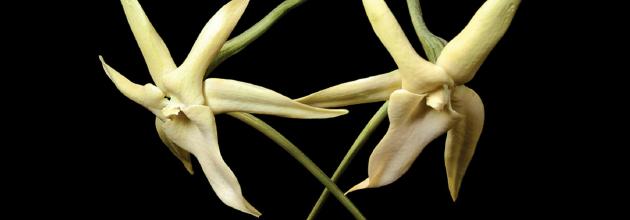 Darwin’s orchid (Angraecum sesquipedale) is one of thousands of night-flowering plants pollinated by moths. In this case, only one pollinator can accomplish the task—Xanthopan morganii. Senckenberg Collection / Photo: sammlungsfotografen.de