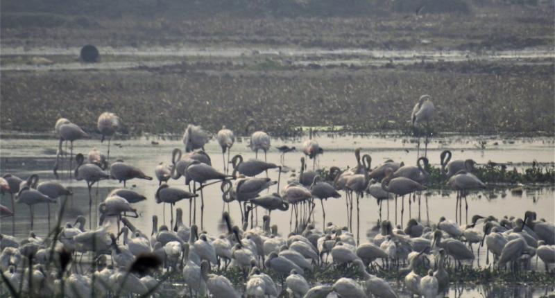 Sarus cranes in Delhi’s Najafgarh wetland [Image by Neha Sinha]